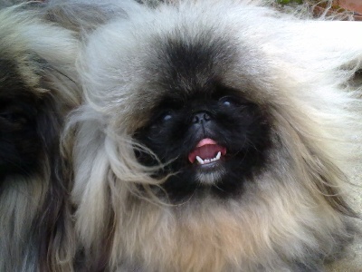 des Capucins de Pek King - PARIS DOG SHOW EXPOSITION INTERNATIONALE CANINE