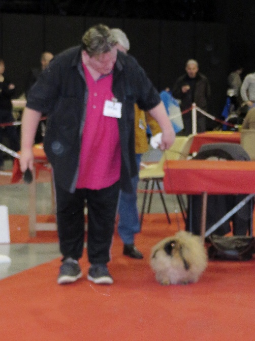 des Capucins de Pek King - EXPOSITION CANINE BOURG EN BRESSE 15/02/2014