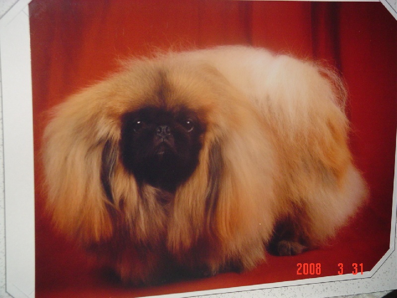 CHERGUI LEE des Capucins de Pek King