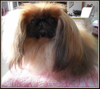 des Capucins de Pek King - PARIS DOG SHOW EXPOSITION CANINE