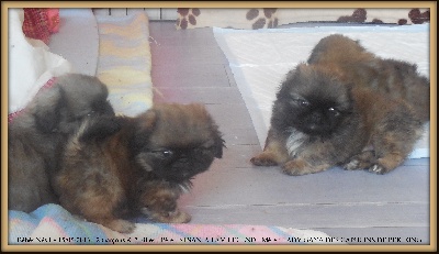 des Capucins de Pek King - 15/05/2013 BABY CAPUCINS DE PEKING