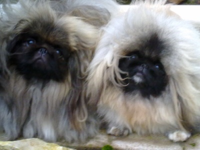 des Capucins de Pek King - CACIB Bourges 2011